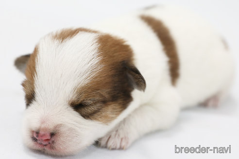 成約済の神奈川県のジャックラッセルテリア-305794の1枚目